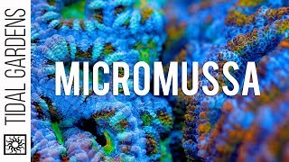 Micromussa Acanthastrea Coral Care Tips [upl. by Devol]