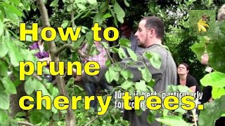 Pruning cherry trees properly and correctly  youtube video uk  summer [upl. by Lotsyrk]