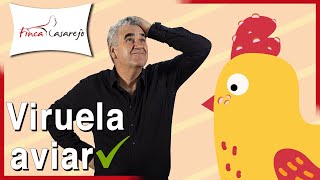 ✅ Cómo curar la VIRUELA EN LAS GALLINAS pollos y gallos Viruela aviar cómo prevenirla [upl. by Wash]