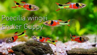 Poecilia wingei der ENDLER GUPPY  Nano Fisch Portrait [upl. by Drhcir]