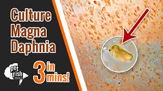 How to culture DAPHNIA MAGNA  The easy way [upl. by Nnainot777]