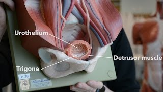 Bladder Anatomy [upl. by Aehtela524]