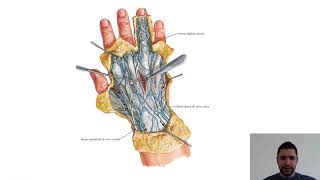 DORSO DA MÃO  Anatomia Teórica [upl. by Atnima]