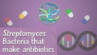 Streptomyces Bacteria that make antibiotics [upl. by Kori921]