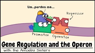 Gene Regulation and the Operon [upl. by Claudell]