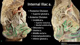 Pelvic Vasculature M1 Perineum SDV [upl. by Fritz260]