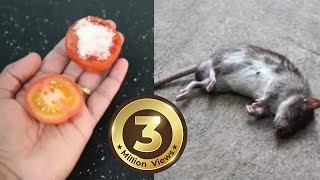 How To Kill Rats Within 30 minutes  Home Remedy Magic Ingredient  Mr Maker [upl. by Nolyag]