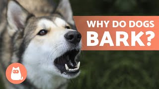 10 Reasons Why Dogs BARK 🐶 Dog BARKING Explained [upl. by Irdua]