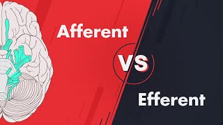 Afferent vs Efferent  Cranial Nerve Modalities [upl. by Enialedam987]