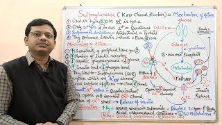 Diabetes Mellitus Part10 Mechanism of Action of Sulfonylurease  Antidiabetic Drugs  Diabetes [upl. by Ycniuqed]