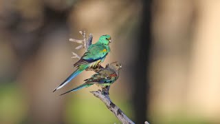 Australian parrots in the wild [upl. by Eelatsyrc]