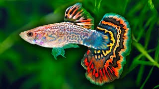 How to Care for Guppy Fish [upl. by Ced]