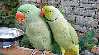 Talking Indian Ringneck Parrot Mithu Tu Tu Tu [upl. by Dyane]