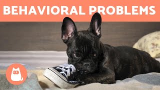 10 Common BEHAVIORAL Problems in DOGS [upl. by Shakti]