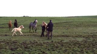 Gruesome scene of horse suffering uncovered [upl. by Alonzo]