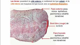 Histologie de lappareil digestif  Pr A Fakhri [upl. by Canning]