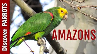 Amazon Parrots Wild in Germany  Discover PARROTS [upl. by Yeltrab]