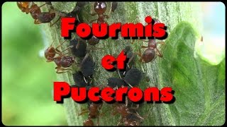 Fourmis et pucerons un intérêt commun [upl. by Eylk179]