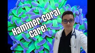 Hammer Coral Beginner Care Guide [upl. by Johanan425]