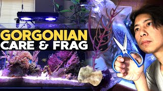 How to Frag amp Grow Gorgonian  Sea Fan 🌊 [upl. by Berke]