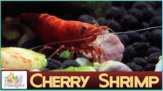 All About Cherry Shrimp  Easy Fast Breeding and Cute Neocaridina [upl. by Dalpe48]