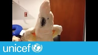 These parrots will make you say WTF  UNICEF [upl. by Tonjes956]