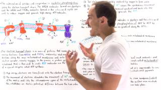 Introduction to Oxidative Phosphorylation [upl. by Evatsug]