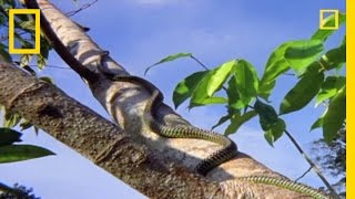 Flying Snake Hunts Leaping Lizard  National Geographic [upl. by Hinda]