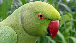 Parrot Calling Sounds  Natural Parrot Sounds  Parrot Voices [upl. by Alleusnoc]