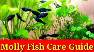 Molly Fish Care Guide [upl. by Sonnie]