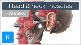 Main Muscles of the Head and Neck preview  Human Anatomy  Kenhub [upl. by Eicam]