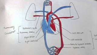 Pulmonary amp Systemic Circulation [upl. by Llenrac]