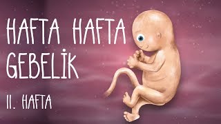 Hafta Hafta Gebelik 11 hafta [upl. by Ecarg]