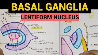 Basal Ganglia  2  Lentiform Nucleus [upl. by Thoma]