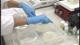 Plant Tissue Culture Media Preparation [upl. by Drawets]