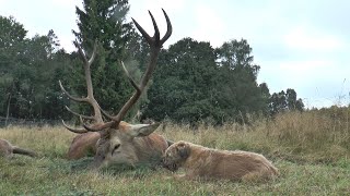 Erlegung im Erlenbruch  alter Hirsch liegt Hirschbrunft in Polen  Pommern [upl. by Adnaluoy469]