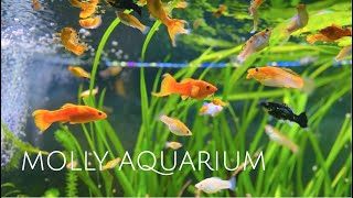 125 Gallon Sailfin Molly Aquarium  Colorful Molly Fish • Sailfin Mollies • Swordtails  1080p HD [upl. by Sitoeht]