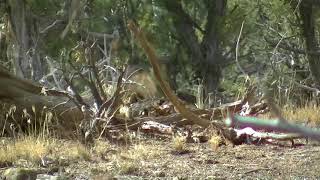 New Mexico zone 2b late season 2017 mule deer hunt [upl. by Windzer]