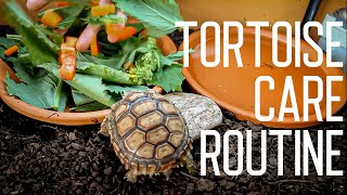 Tortoise Daily Care Routine  Feeding Time [upl. by Nairam488]