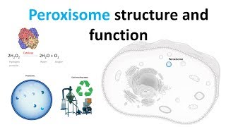 Peroxisomes Structure and function [upl. by Phillipp]