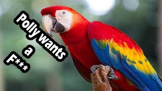 Top 10 swearing parrots swearing birds [upl. by Ellirpa]