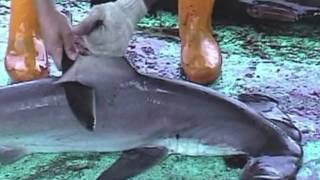 Over 73 Million Sharks Killed Every Year for Fins [upl. by Chem912]