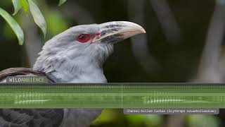 Channelbilled Cuckoo  Sounds amp Calls [upl. by Field]