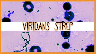 Viridans Streptococci S Mutans S Mitis S Sanguinis [upl. by Ivar]