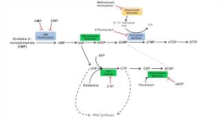 Pyrimidine Synthesis and Salvage Pathway [upl. by Archy]