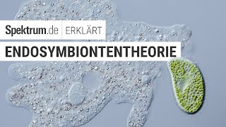 Endosymbiontentheorie  Spektrum erklärt [upl. by Aubert]