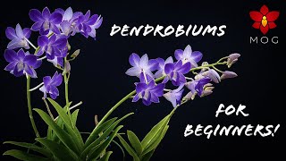 How to Care for Dendrobium Orchids  Phalaenopsis type amp Nobile  Orchid Care for Beginners [upl. by Rasure741]