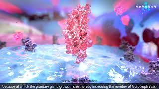 Prolactinemia  Dostinex  MoA  3D medical animation [upl. by Myrah519]