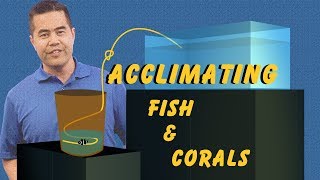 Acclimating Fish and Corals How Drip Acclimation Ensures a Safe Transition Into Your Aquarium [upl. by Eelyam]