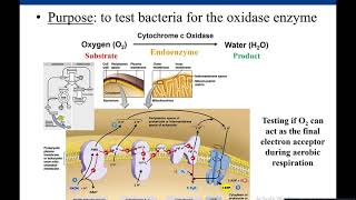 Lab 57 Oxidase Test [upl. by Abbey984]